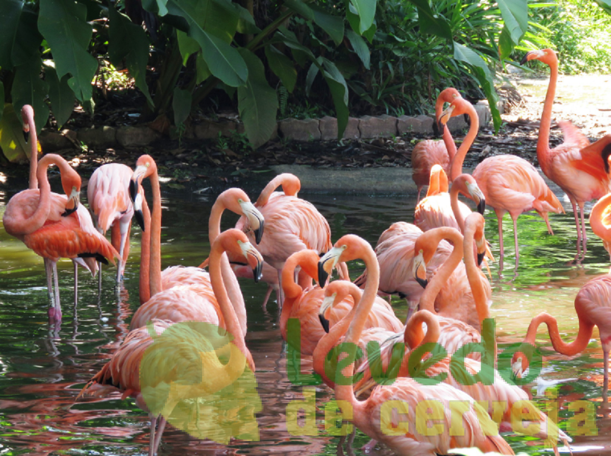 Grupo de flamingos de pernas longas em pé na água rasa do Parque das Aves em Foz do Iguaçu