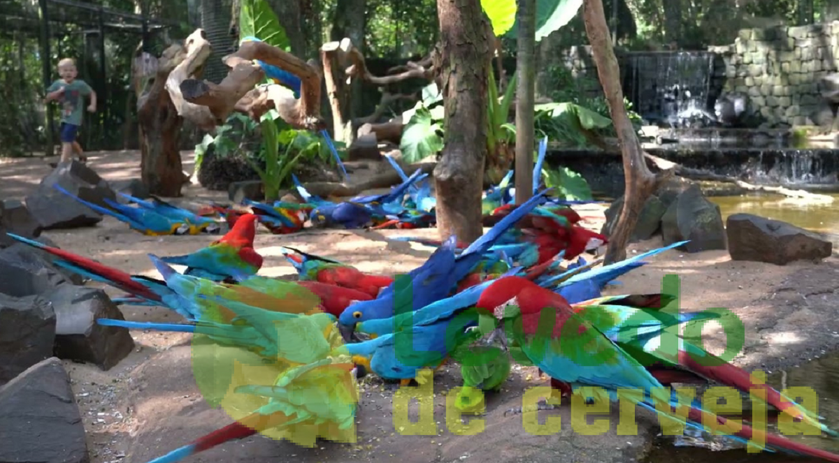 Papagaios e araras coloridas se alimentando em recinto natural no Parque das Aves em Foz do Iguaçu