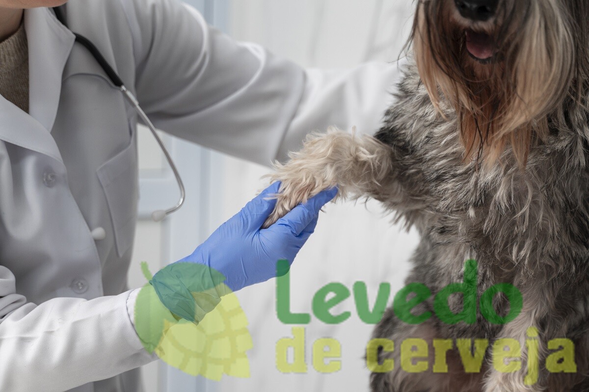 Cachorro fazendo exame de sangue