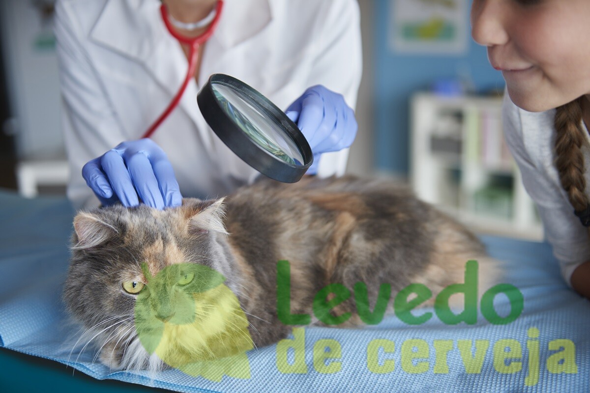 Gato em laboratório veterinário